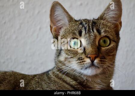 Portrait de chat-tigre gris nerveux avec des yeux jaunes Banque D'Images