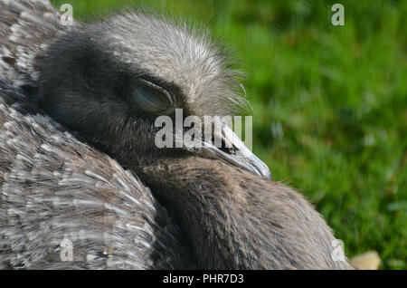 Belle nandou oiseau avec ses yeux fermés dans le soleil chaud. Banque D'Images