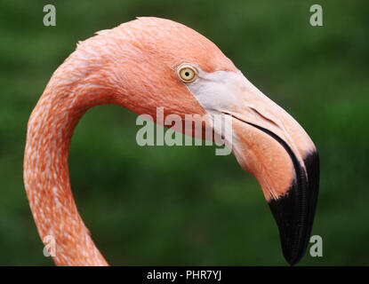 Flamant rose Banque D'Images