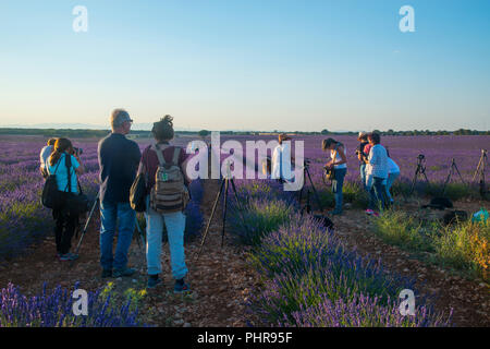 Les personnes qui prennent des photos à champ de lavande. Brihuega, province de Guadalajara, Castille La Manche, Espagne. Banque D'Images