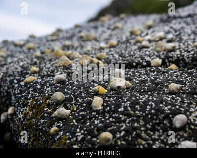 Groupe de pourpre sur les couverts de balanes (rock/focus) Banque D'Images