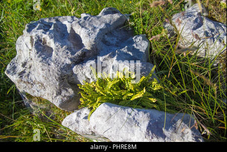 La flore de Cantabria - Asplenium marinum, mer spleenwort Banque D'Images