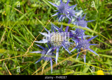 La flore de Cantabria - Eryngium bourgatii mer Méditerranée, Holly Banque D'Images