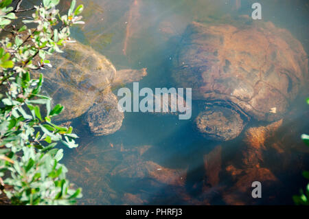 Tortue serpentine couple dans son environnement. Banque D'Images