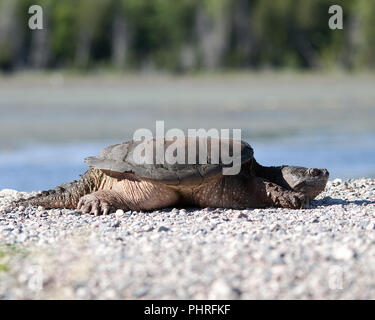 Tortue serpentine close up dans son environnement. Banque D'Images