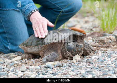 Tortue serpentine d'être toucher par une main dans son environnement. Banque D'Images