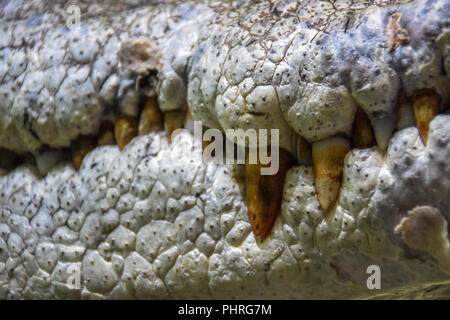 Le roi Croc à Dubaï Aquarium et Zoo sous-marin Banque D'Images