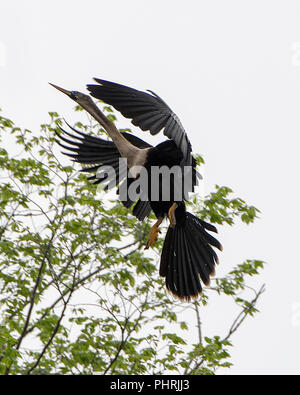 Anhinga flying au sommet d'arbre dans son environnement. Banque D'Images