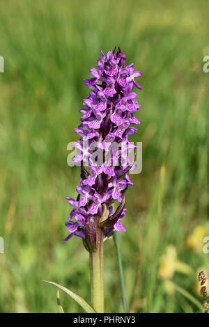 Début de marsh marsh orchid orchid ; début ; Banque D'Images