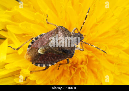 Dolycoris baccarum (Shieldbug poilue) au repos sur fleur de pissenlit. Tipperary, Irlande Banque D'Images