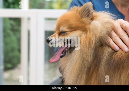 Vue rapprochée de smiling Spitz Allemand de Poméranie est chien toiletté par femme toiletteur. À l'horizontale. Banque D'Images