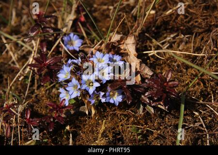 De plus en plus minuscule gentianes bleues au Népal. Scène de printemps. Banque D'Images