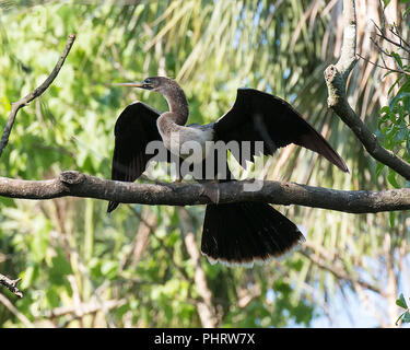 Anhinga bird sur une branche avec ses ailes déployées dans son environnement. Banque D'Images