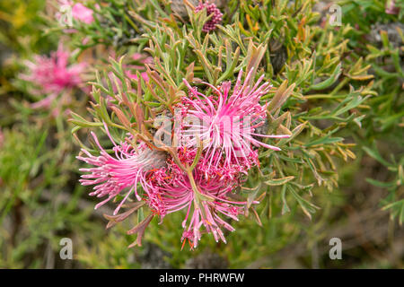 Isopogon dubius Pincushion Fleur cône Banque D'Images