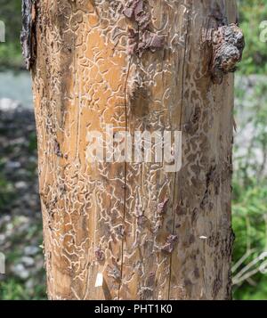 Arbre infesté par les larves des scolytes Banque D'Images