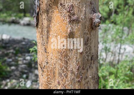 Arbre infesté par les larves des scolytes Banque D'Images