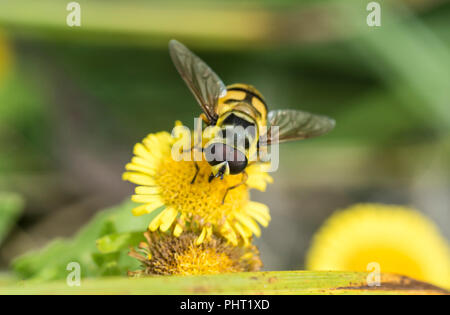 Head shot du hoverfly Myathropa florea Banque D'Images