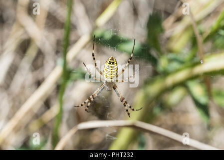 Guêpe femelle Argiope bruennichi (spider) sur un site web Banque D'Images