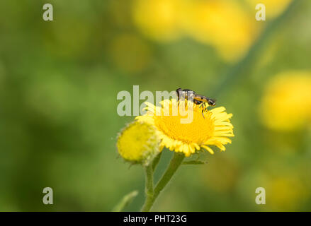 Thick-Legged Hoverfly (Syritta pipiens) sur Fleabane Banque D'Images