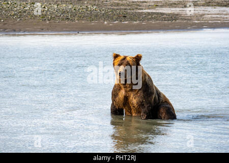 Ours brun côtières de l'Alaska se trouve dans la rivière à la recherche à pêcher le saumon de Katmai National Park Banque D'Images