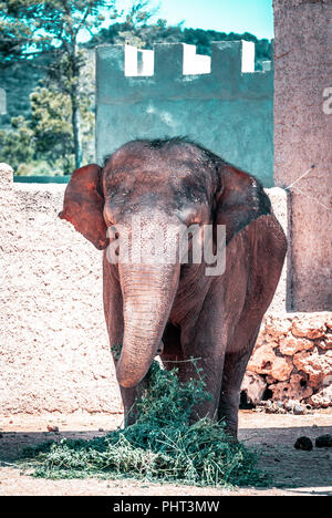 Manger l'Éléphant Vert plantes Banque D'Images
