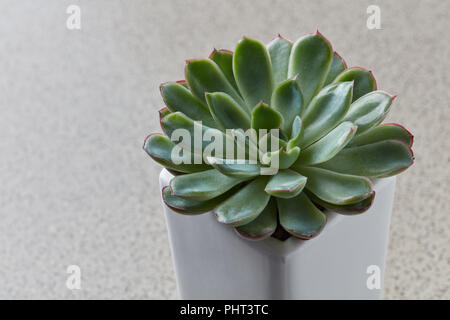 Cactus aloès plante succulente. Macro de plantes grasses dans des pots en pierre. Banque D'Images