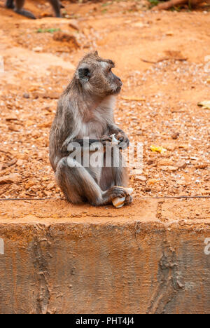 Le babouin, Safari park, Majorque Banque D'Images