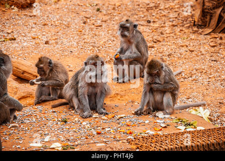 Le babouin, Safari park, Majorque Banque D'Images