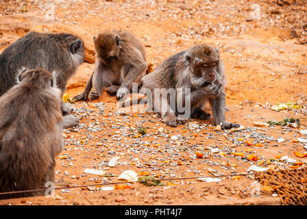 Le babouin, Safari park, Majorque Banque D'Images