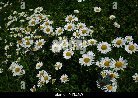 Marguerite ; chien ; Daisy Daisy oxeye daisy français ; Banque D'Images