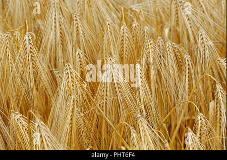 Domaine de la culture du blé au Royaume-Uni Banque D'Images
