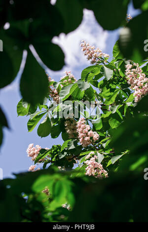 Bougies fleurs de châtaignes sur la cime des arbres au printemps Banque D'Images