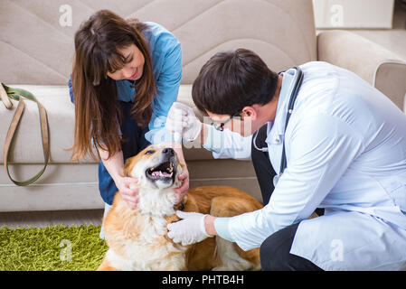 Médecin vétérinaire visiter golden retriever dog à la maison Banque D'Images