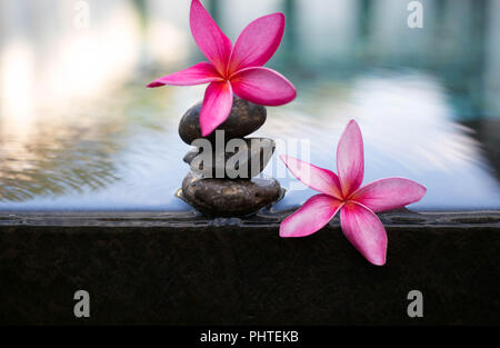 Fleurs de frangipanier rose et humide les pierres noires Banque D'Images