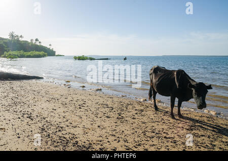 Cow standing on tropical beach l'île de Bubaque, îles Bijagos, Guinée-Bissau, de l'Afrique. Banque D'Images