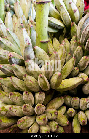 Close up vertical du plantain au Sri Lanka. Banque D'Images