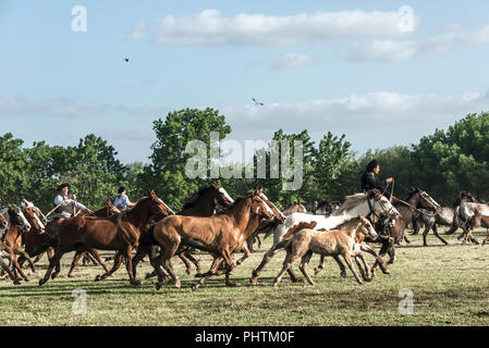 San Antonio de Areco, province de Buenos Aires, Argentine - 10 novembre 2012 : Gaucho (South American Cowboy, est un résident de l'Amérique du Sud o pampas) Banque D'Images