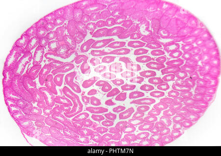 Photographie en microscopie électronique. Les testicules, tubes séminifères, section transversale. Banque D'Images