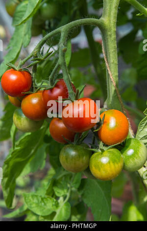 Close up de fermes de tomates cerise rouge et vert sur la maturation des plantes dans la serre en août, variété Gardener's Delight, England, UK. Banque D'Images