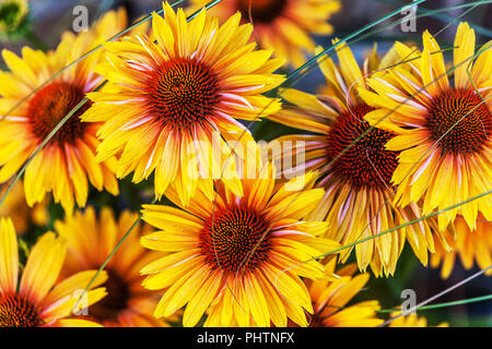 Orange Coneflower Echinacea 'Big Kahuna' Garden, Close up, plante, fleurs, Echinaceas, Hardy, plantes Banque D'Images