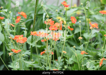 Geum fleurs écarlates sur fond d'herbe verte avec des gouttes d'eau Banque D'Images