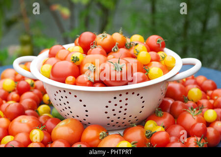 Lycopersicon esculentum. Les tomates dans une passoire. Banque D'Images