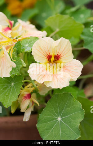 Tropaeolum majus croissant dans un pot. Banque D'Images