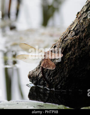 Brown Hawker Dragonfly en ponte Banque D'Images