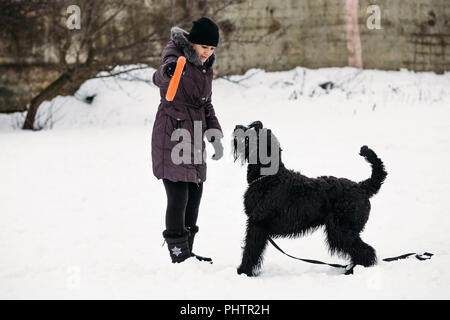 Gomel, Bélarus - 15 janvier 2018 : Schnauzer Géant joue avec un jouet et une fille dans la neige Banque D'Images