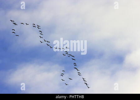 Grues Cendrées en vol formation Banque D'Images