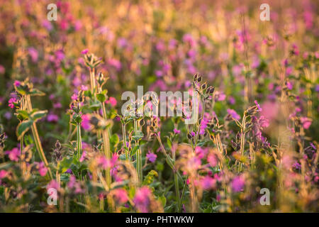 Fleurs roses sur la prairie colorée Banque D'Images
