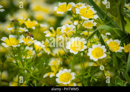 La collecte du pollen d'abeilles à partir de fleurs jaunes Banque D'Images