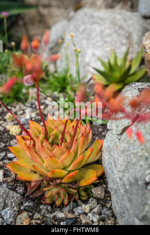 Aloe polyphylla fleur qui s'épanouit dans le jardin Banque D'Images