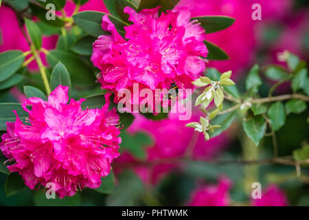 Belle rose en fleurs fleurs de rhododendron Banque D'Images